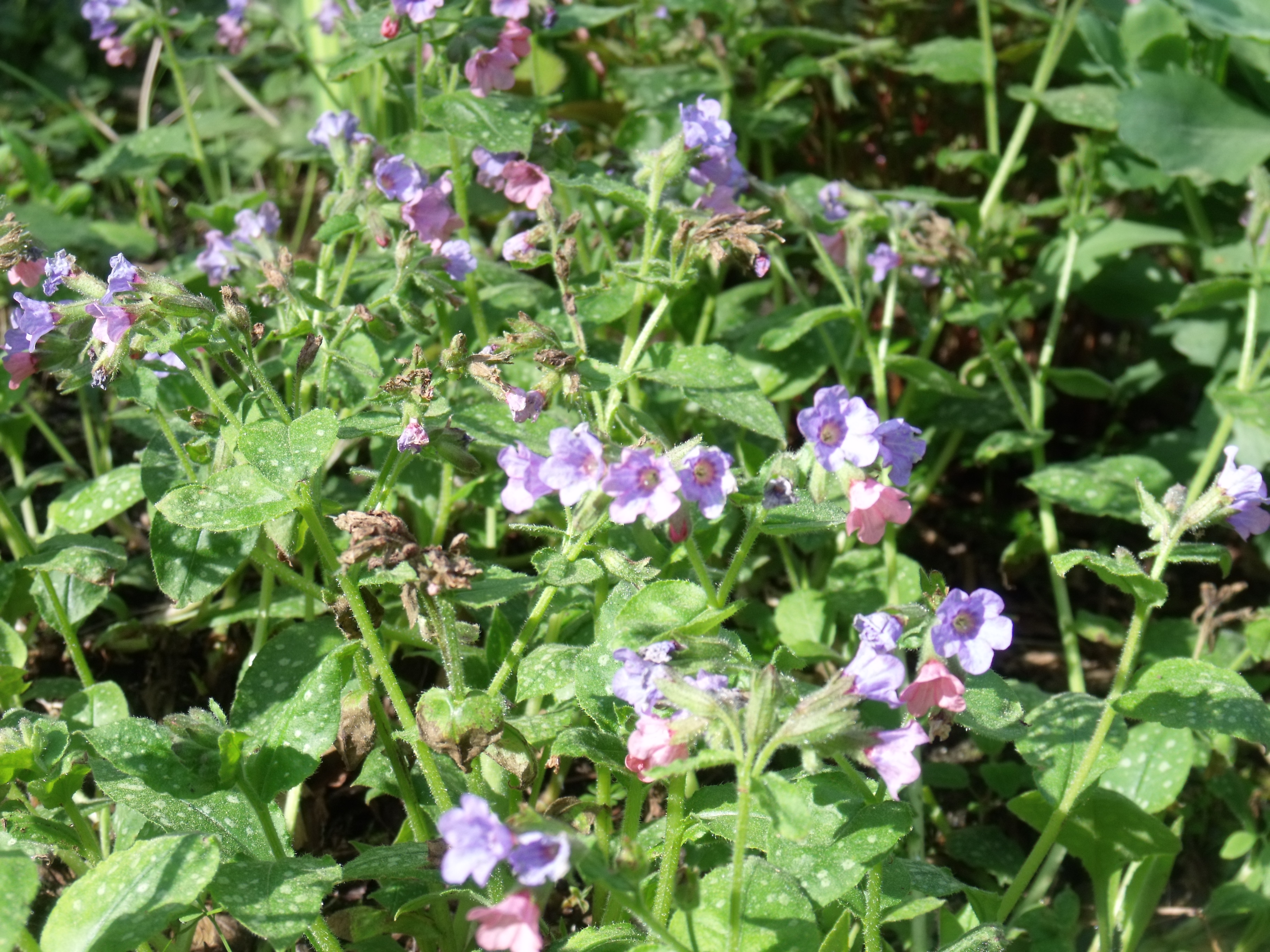 Lungwort