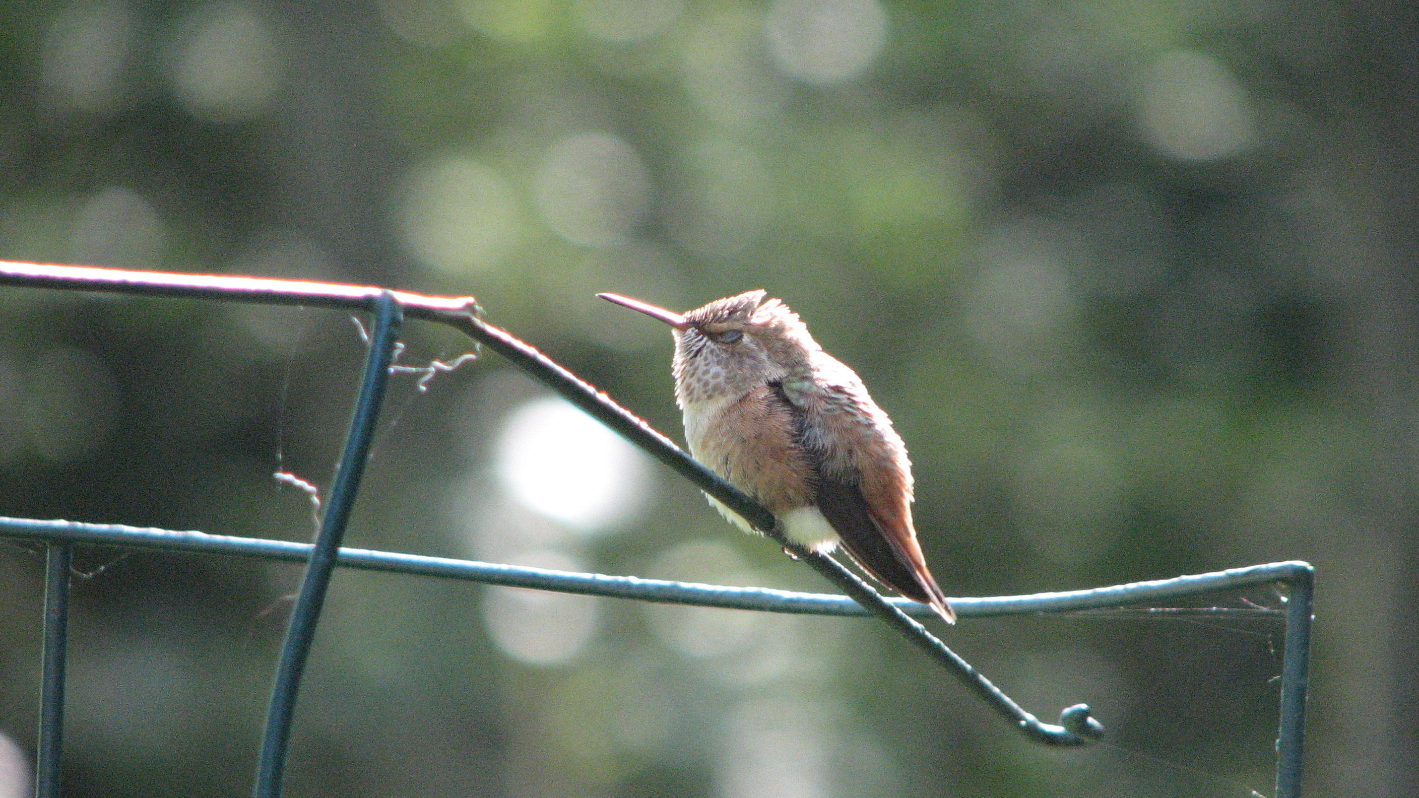 Pi Garden visitor Summer 2012