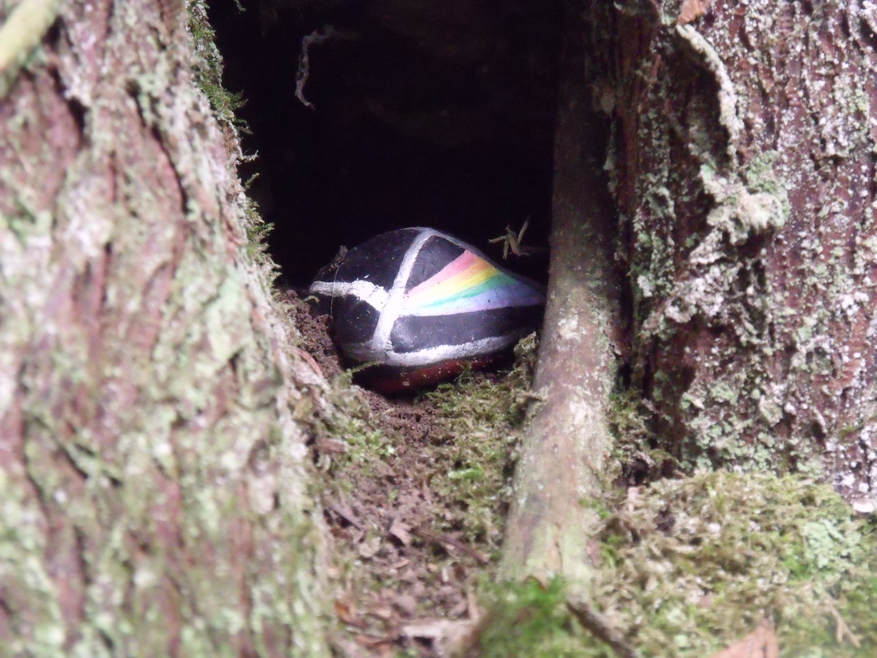 Pink Floyd on Hemlock Trail