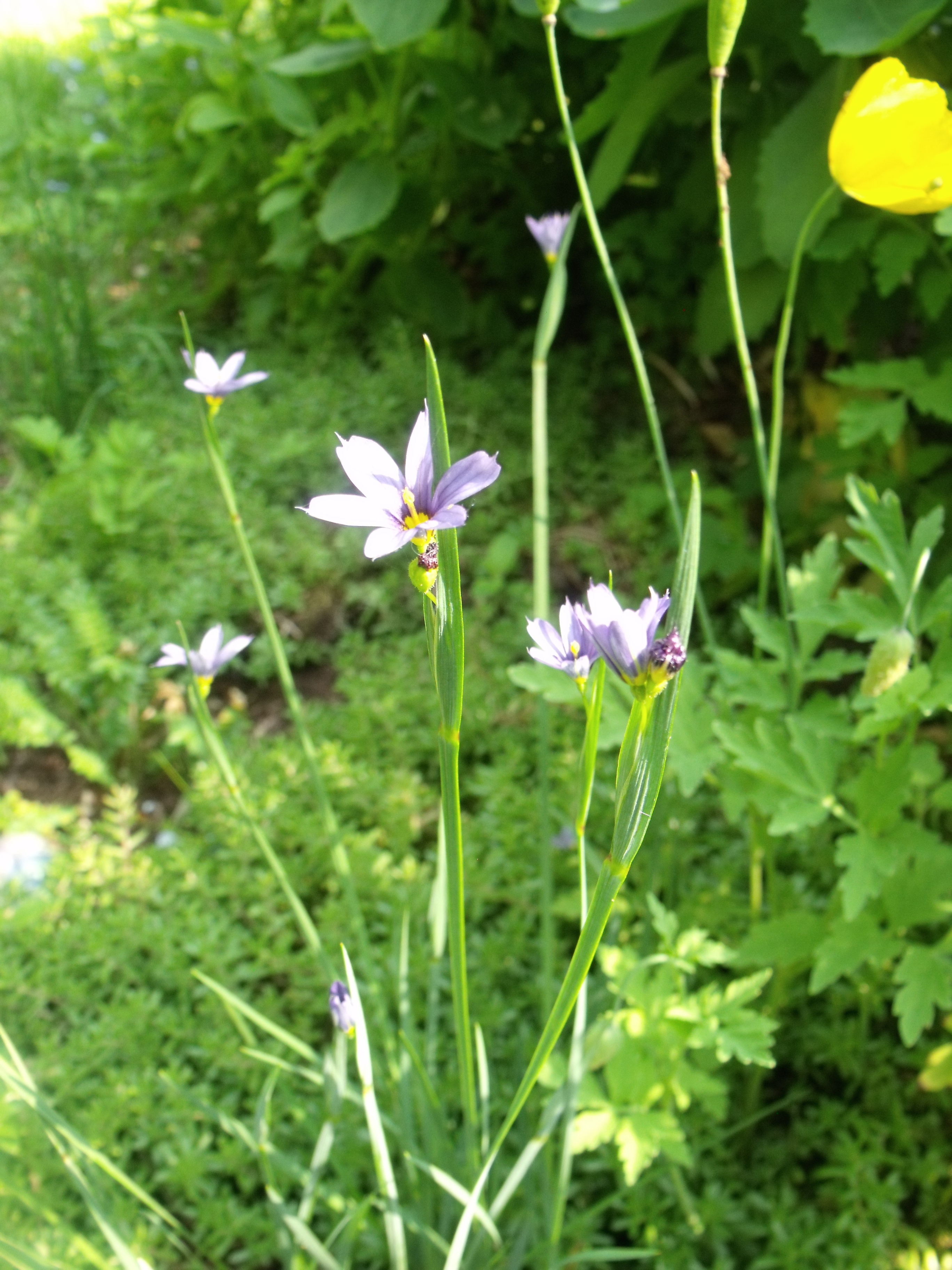 Blue-eyed Grass