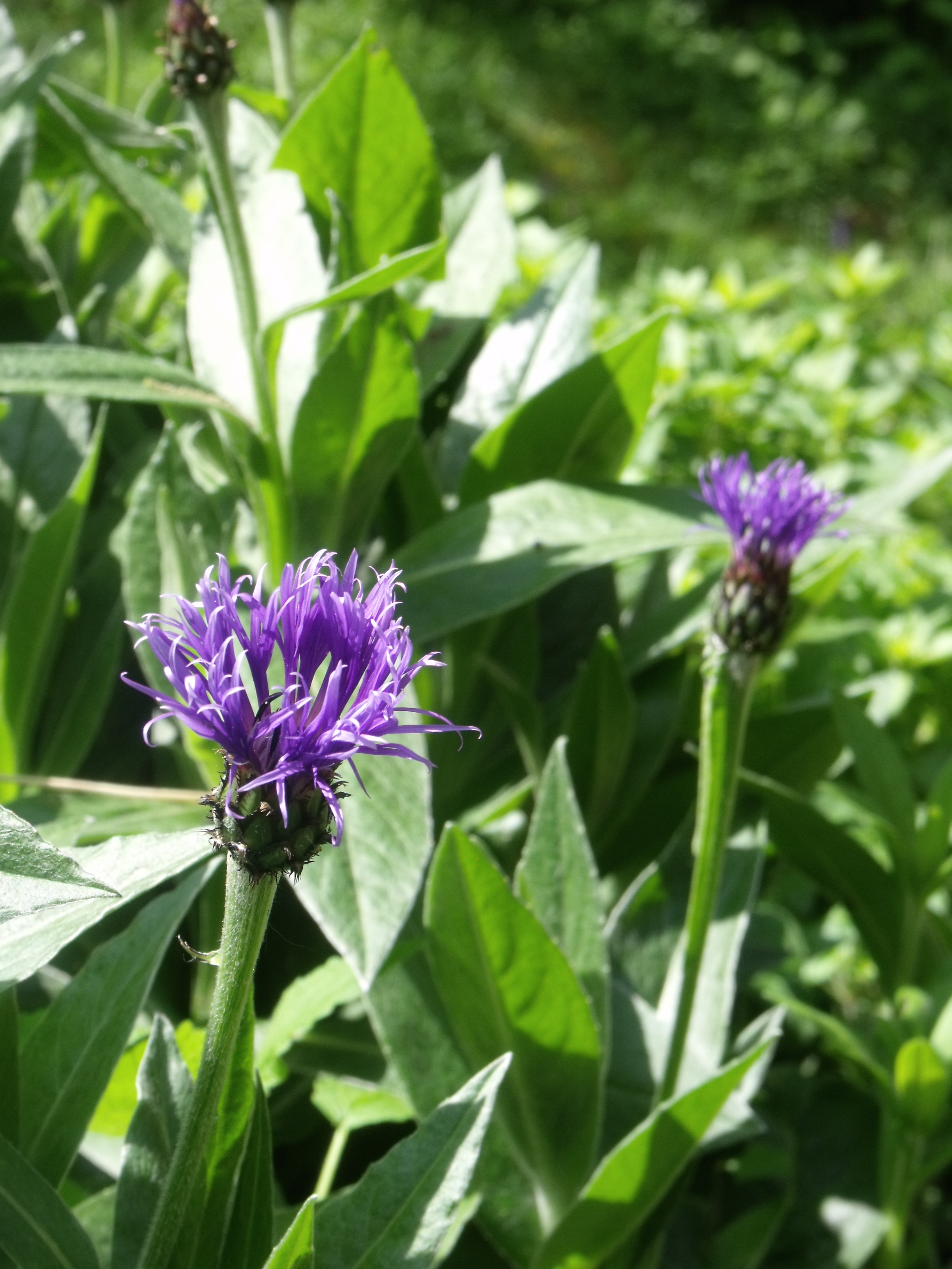 Centaura montana