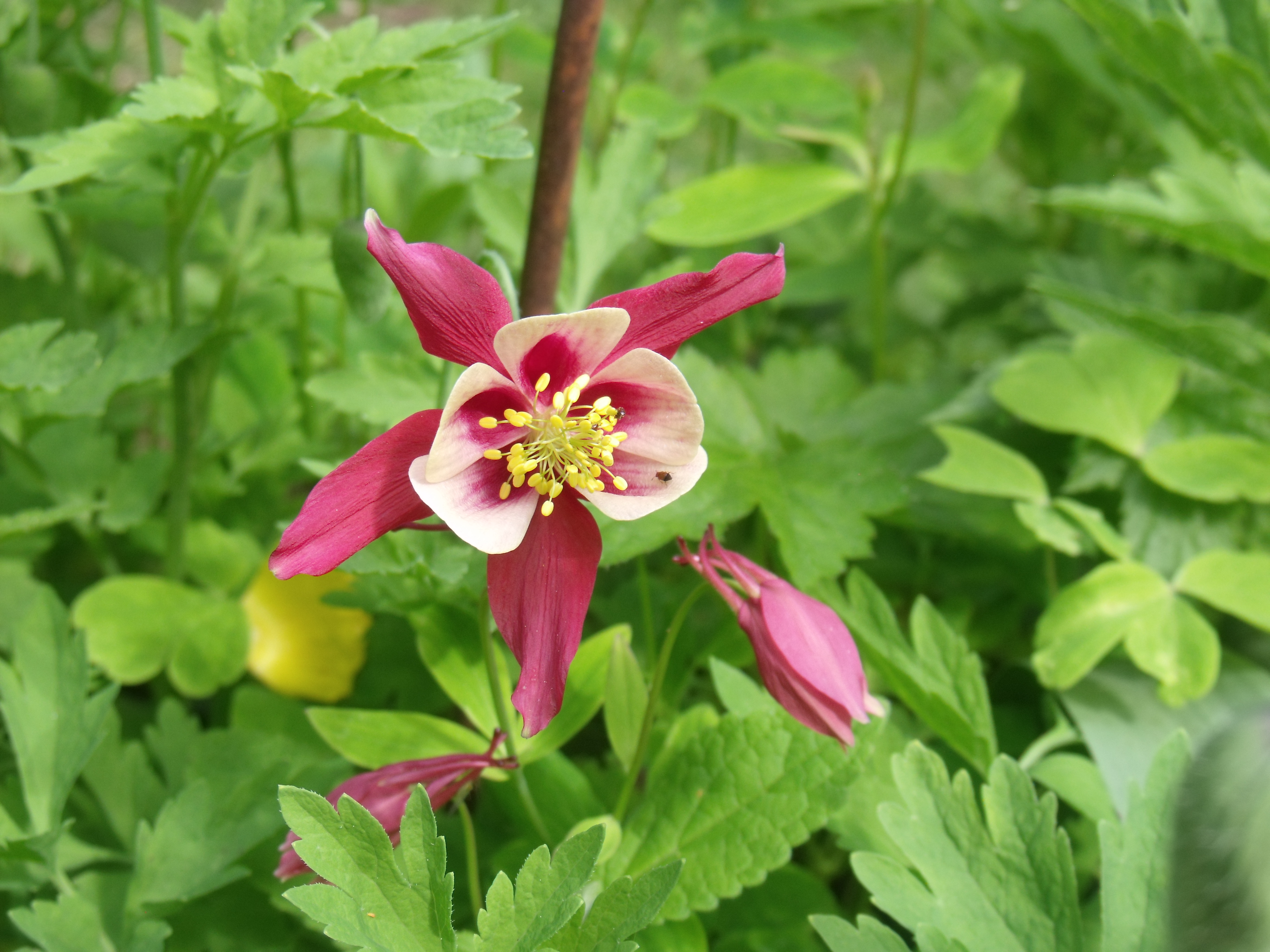 Columbine