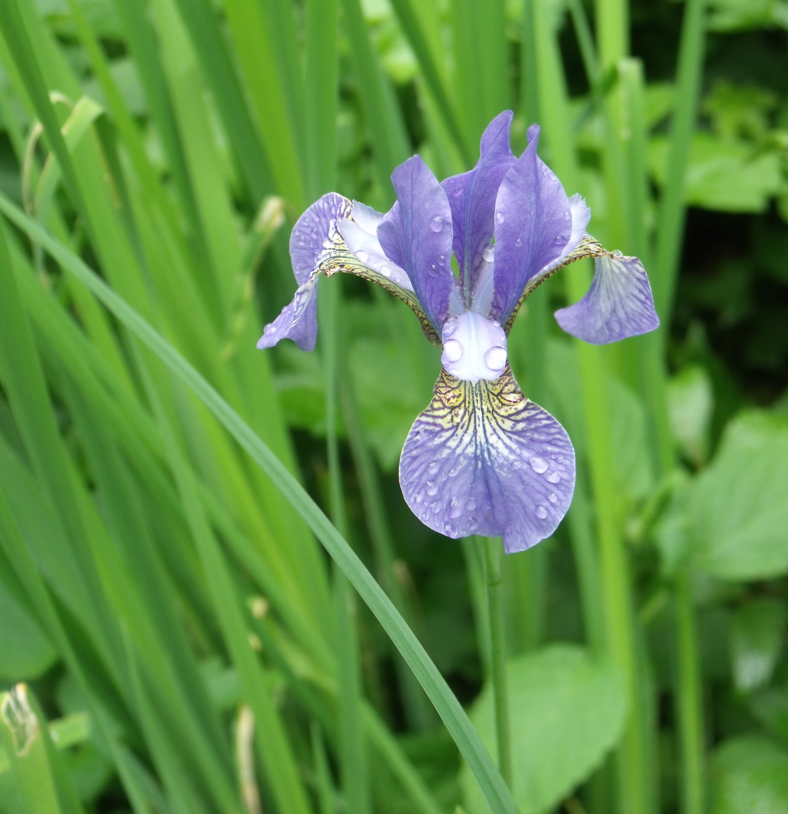 Japanese Iris