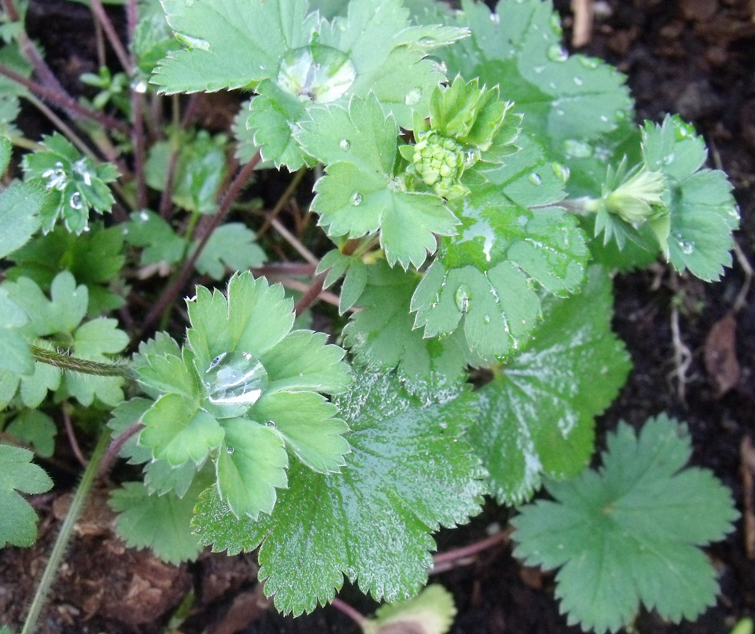 Lady's Mantle with raindrops