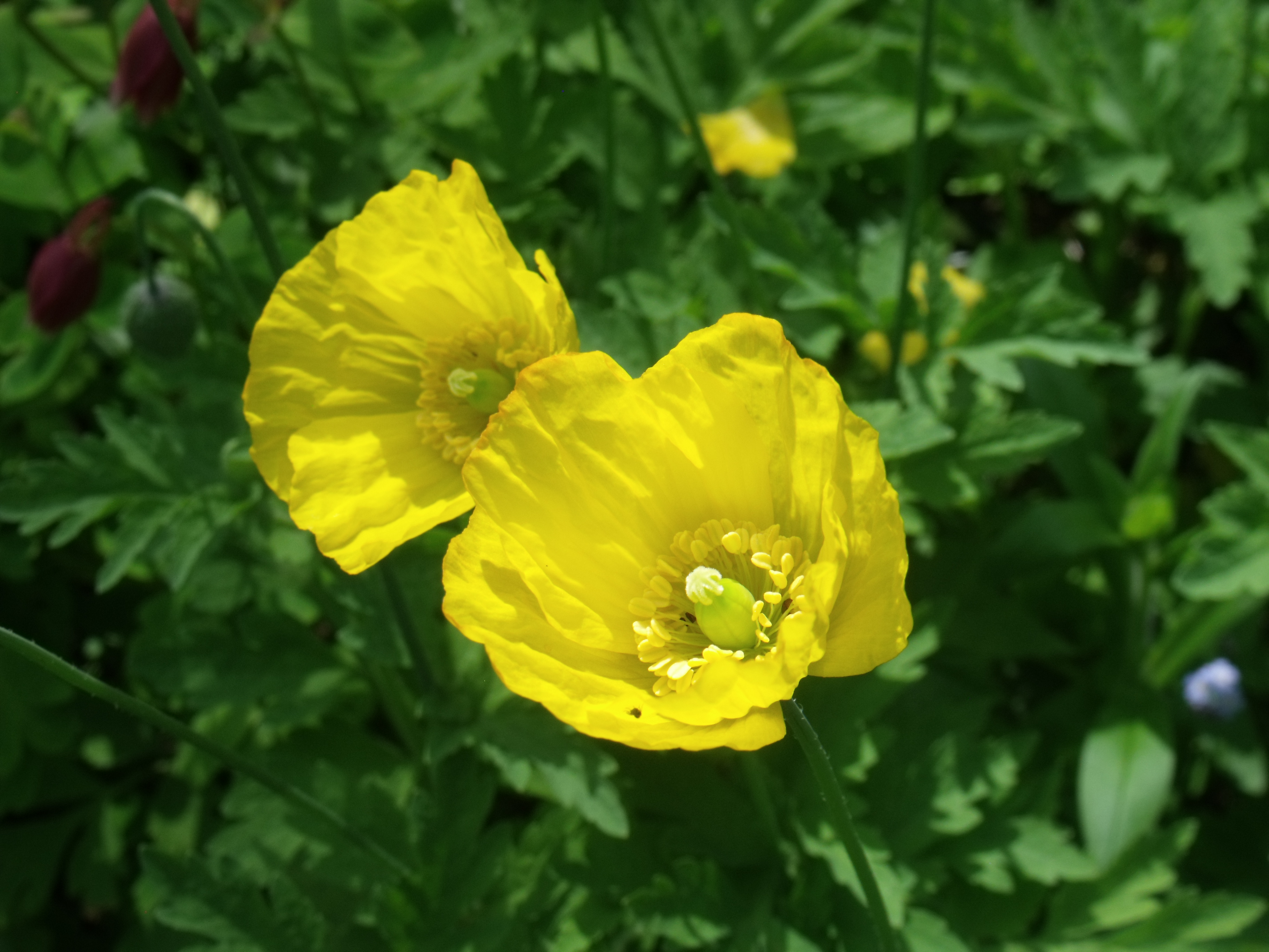 Poppy