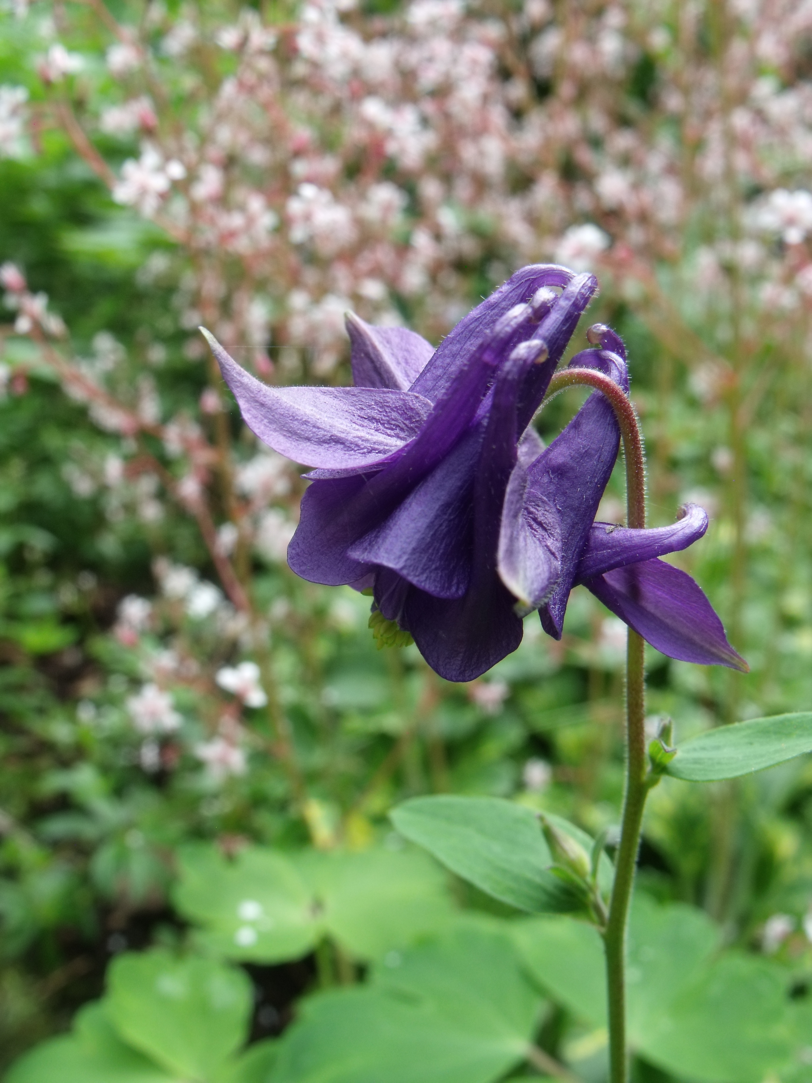 Purple columbine