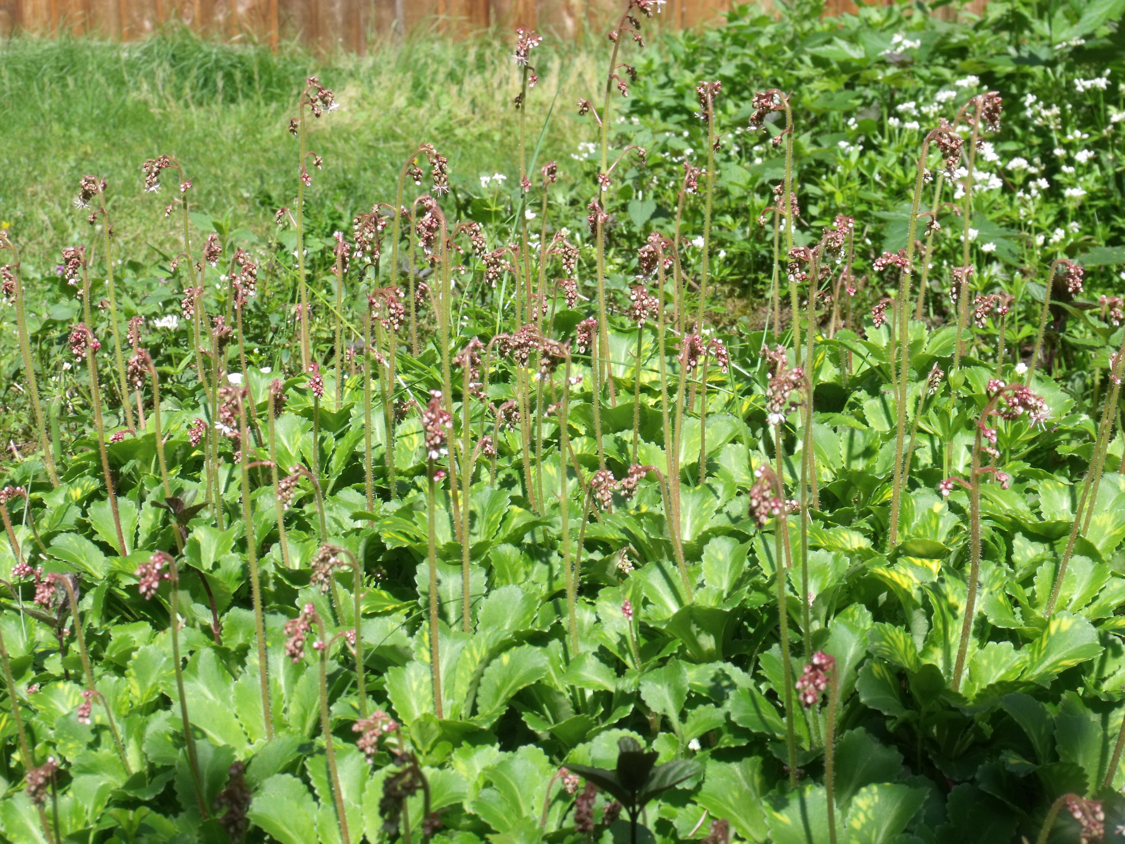 Saxifrage