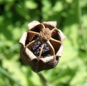 Poppy pod